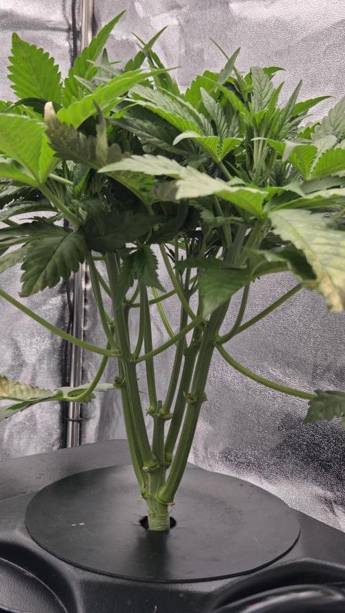 DWC - Frostbanger ❄️💥. Week 4