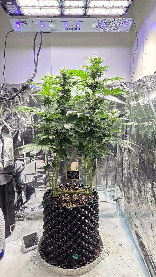 Blue Gelato 41 🍦. Week 12