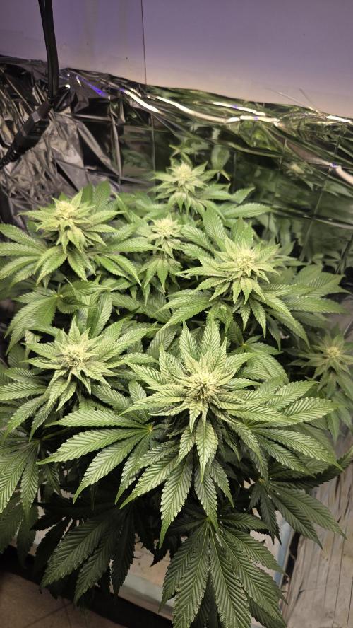 Blue Gelato 41 🍦. Week 12
