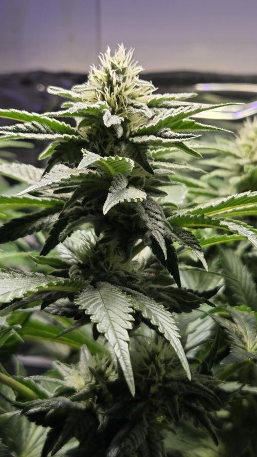 Blue Gelato 41 🍦. Week 12