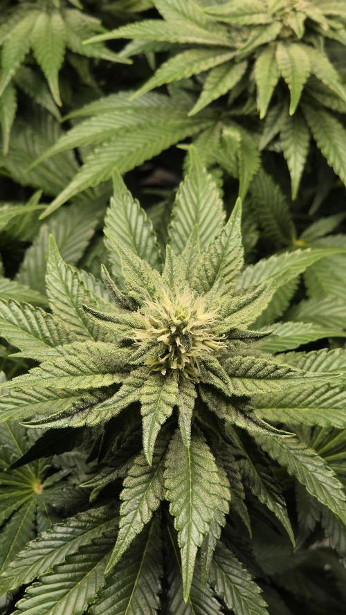 Blue Gelato 41 🍦. Week 12