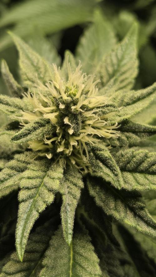 Blue Gelato 41. Week 12
