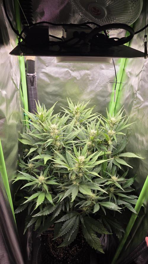 Gorilla Punch Auto 🦍🥊. Week 7