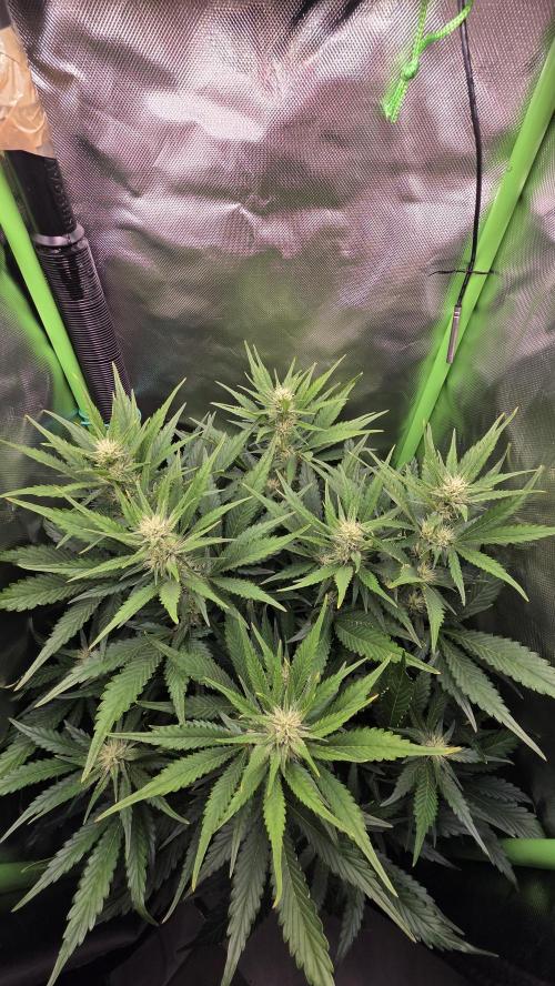 Gorilla Punch Auto 🦍🥊. Week 7