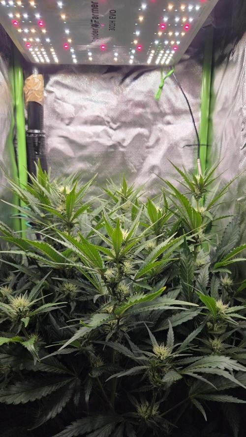 Gorilla Punch Auto 🦍🥊. Week 7