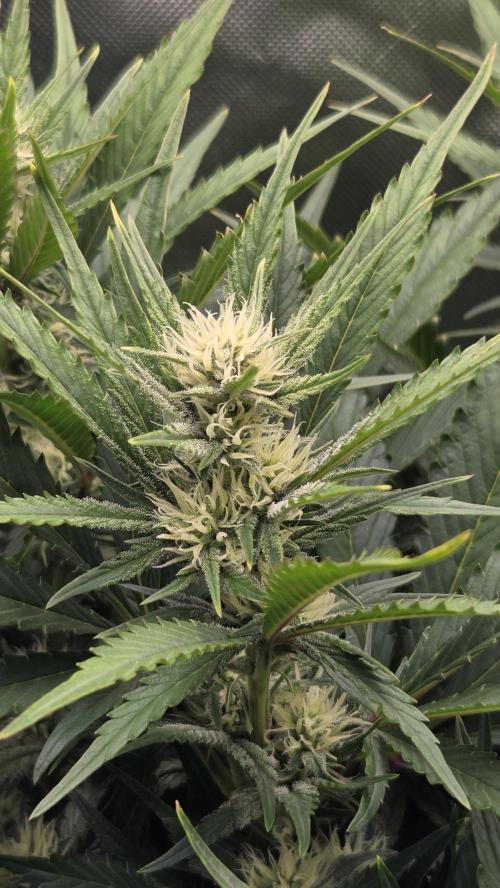 Gorilla Punch Auto 🦍🥊. Week 7