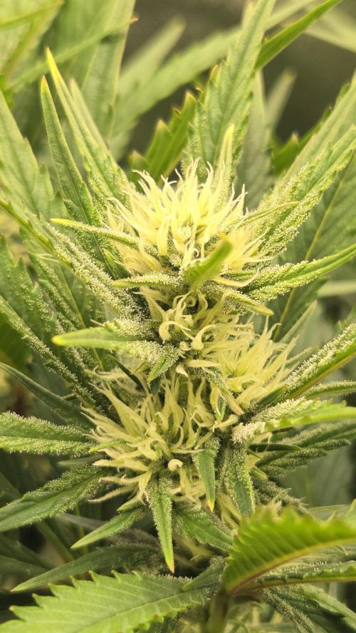 Gorilla Punch Auto 🦍🥊. Week 7