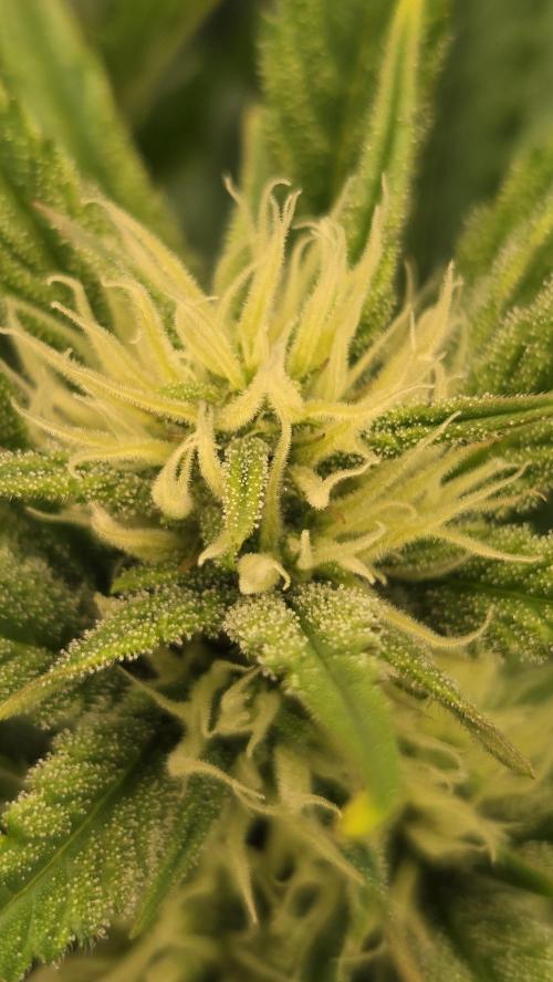 Gorilla Punch Auto 🦍🥊. Week 7