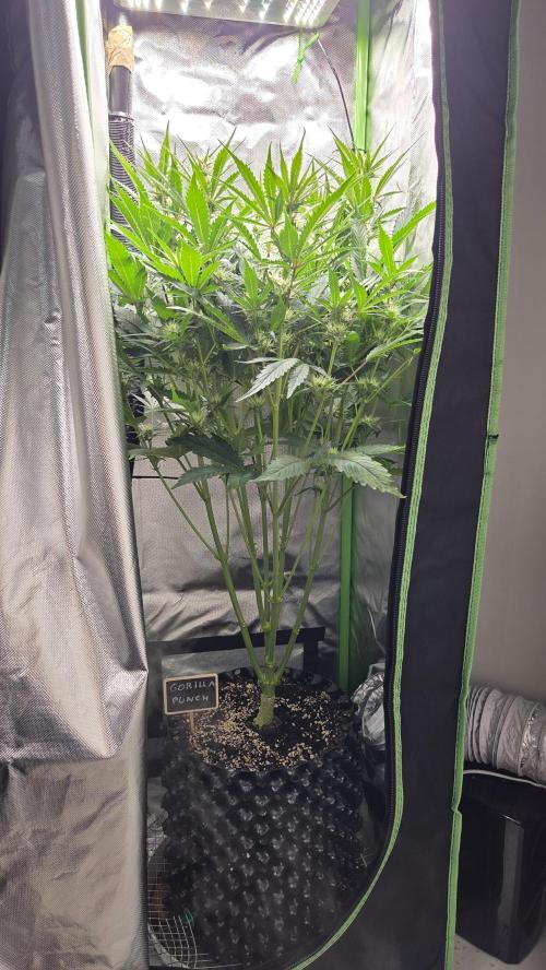 Gorilla Punch Auto 🦍🥊. Week 7