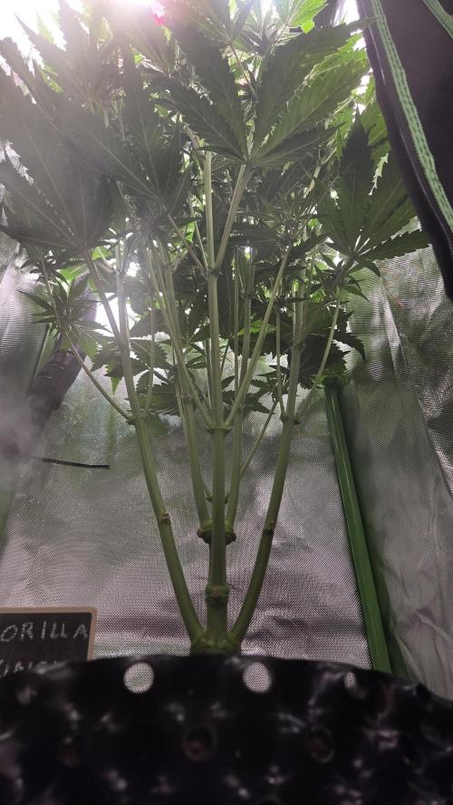 Gorilla Punch Auto. Week 7