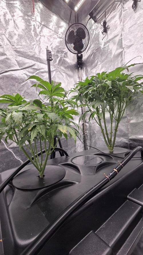 DWC - Frostbanger ❄️💥. Week 5