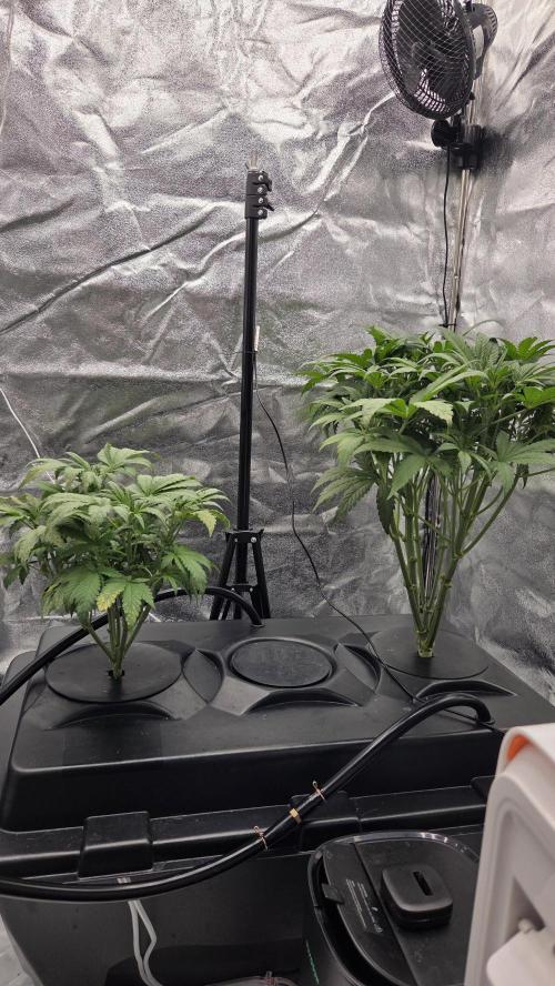 DWC - Frostbanger ❄️💥. Week 5