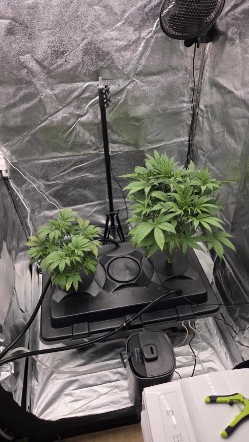DWC - Frostbanger ❄️💥. Week 5