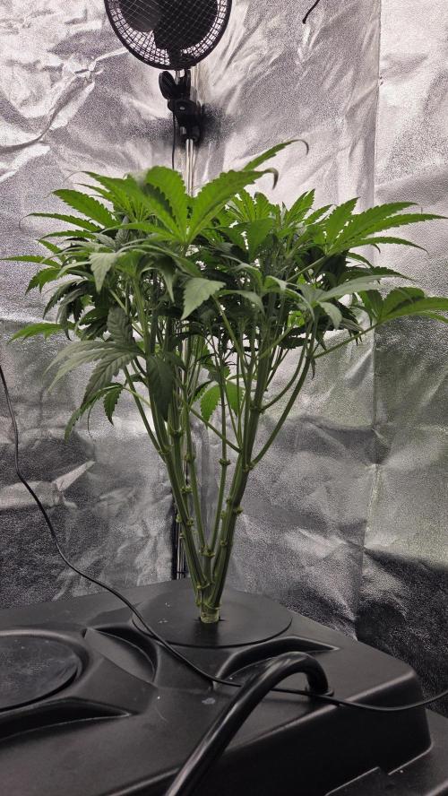 DWC - Frostbanger ❄️💥. Week 5