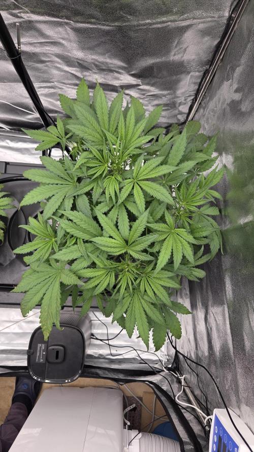 DWC - Frostbanger ❄️💥. Week 5