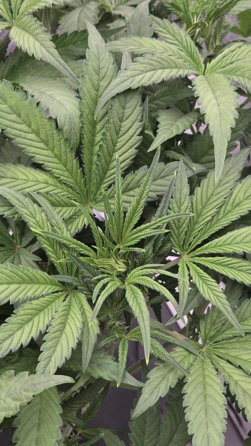 DWC - Frostbanger ❄️💥. Week 5