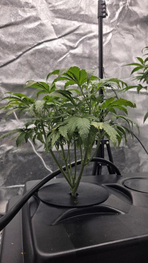 DWC - Frostbanger ❄️💥. Week 5