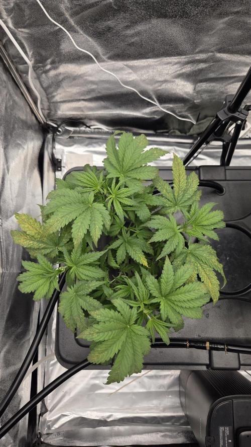 DWC - Frostbanger ❄️💥. Week 5