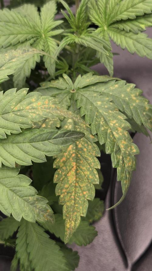DWC - Frostbanger ❄️💥. Week 5