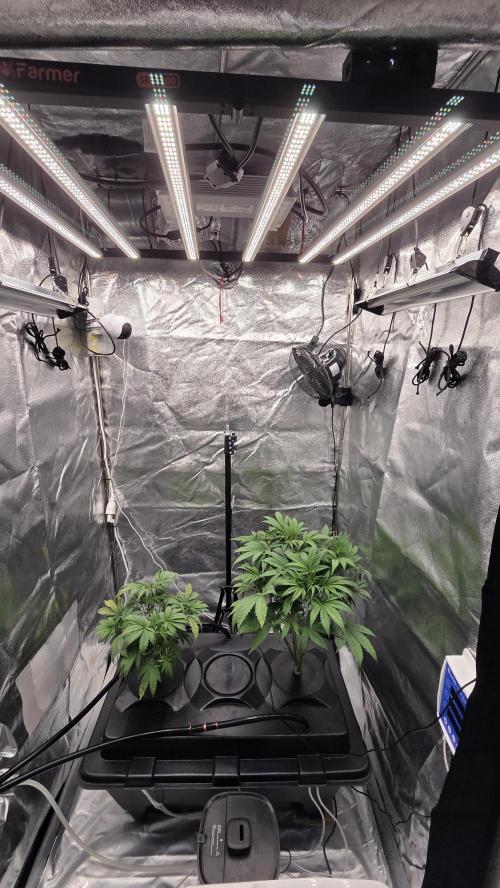 DWC - Frostbanger ❄️💥. Week 5