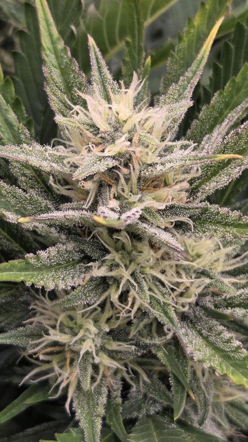 Gorilla Punch Auto 🦍🥊. Week 8