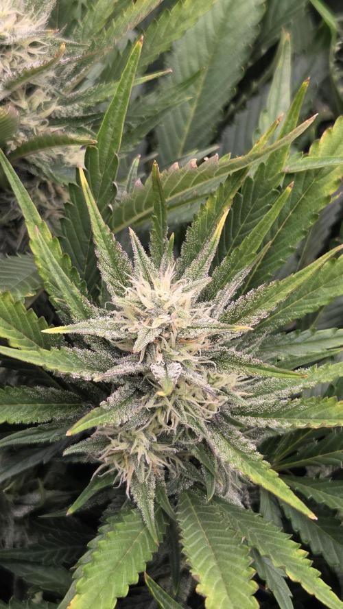 Gorilla Punch Auto 🦍🥊. Week 8