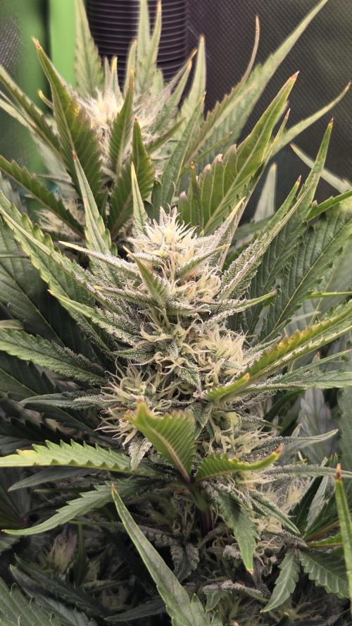 Gorilla Punch Auto 🦍🥊. Week 8