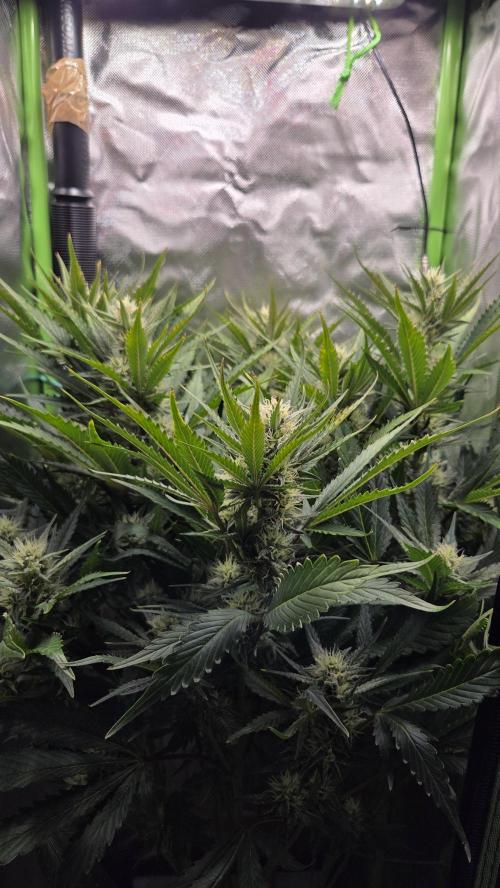 Gorilla Punch Auto 🦍🥊. Week 8