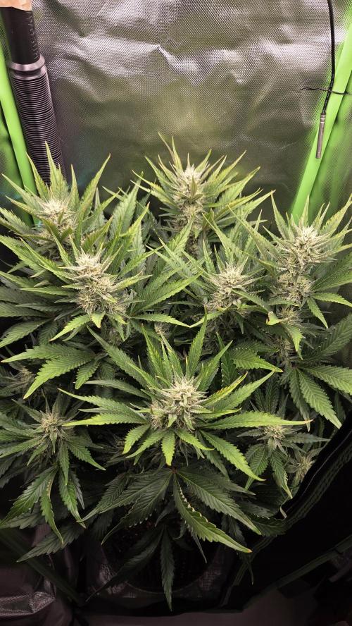 Gorilla Punch Auto 🦍🥊. Week 8