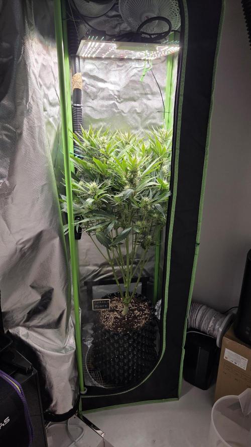 Gorilla Punch Auto 🦍🥊. Week 8