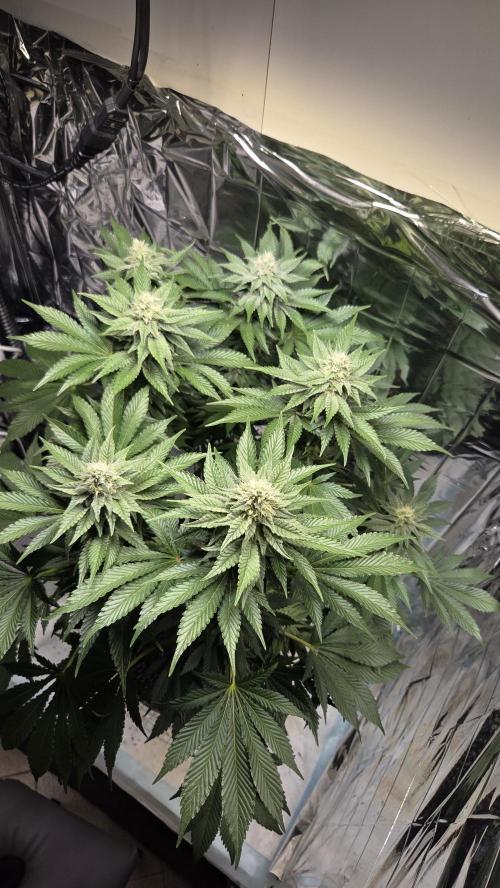 Blue Gelato 41 🍦. Week 13