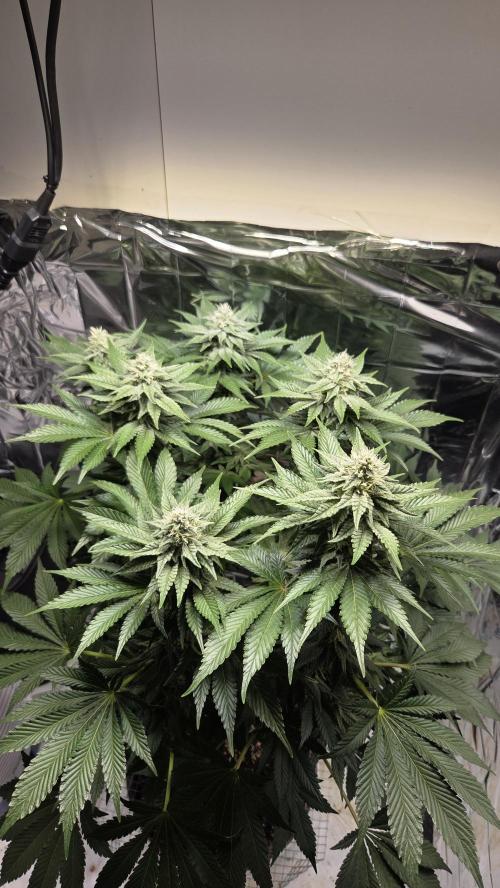 Blue Gelato 41 🍦. Week 13