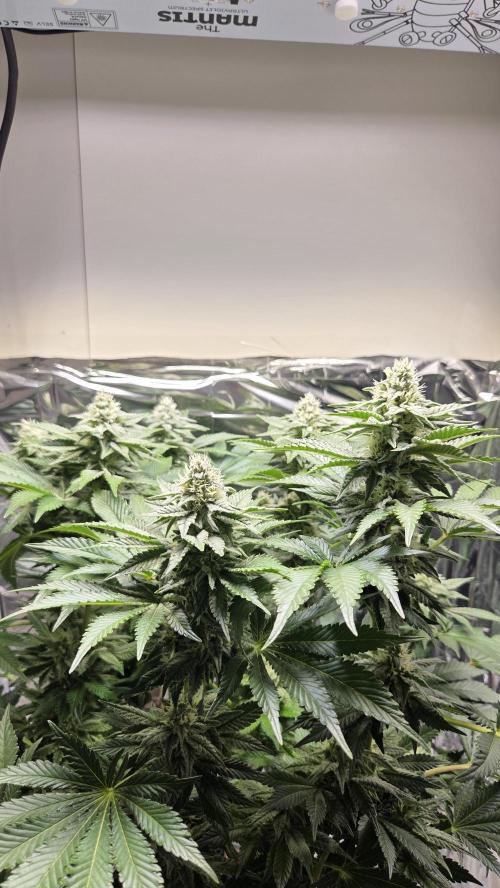 Blue Gelato 41 🍦. Week 13