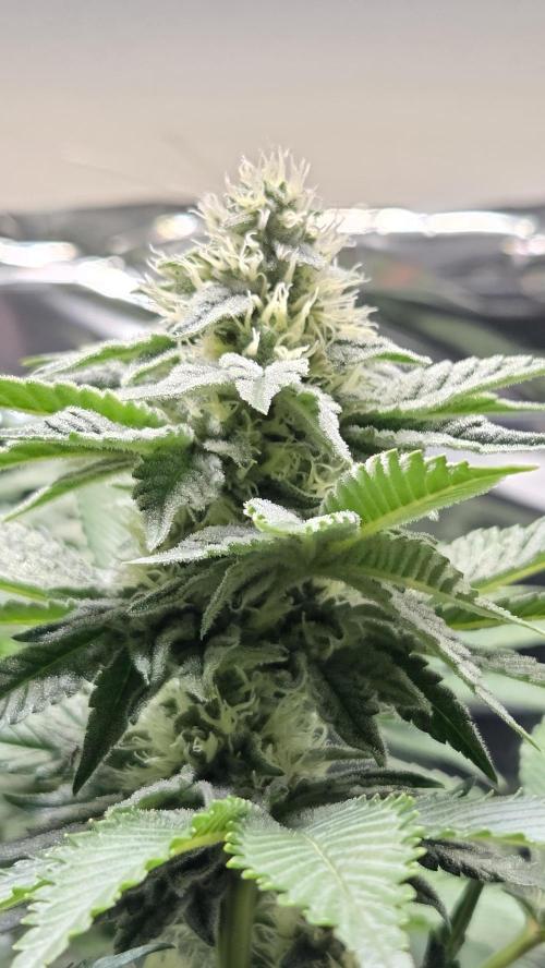 Blue Gelato 41 🍦. Week 13