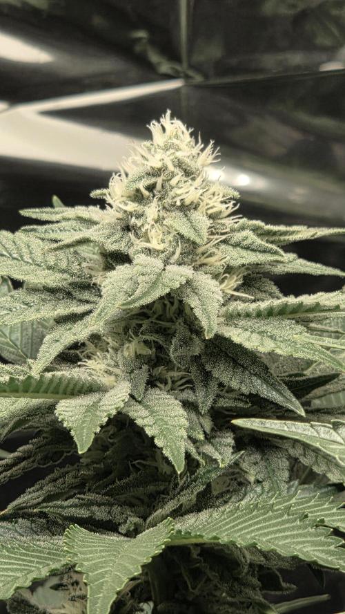 Blue Gelato 41 🍦. Week 13