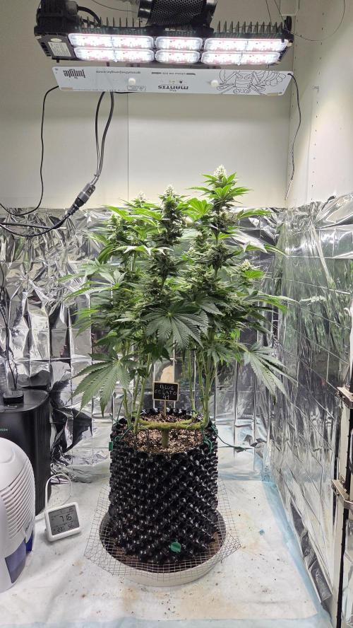 Blue Gelato 41. Week 13