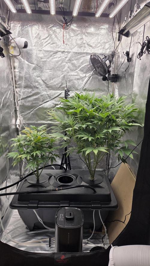 DWC - Frostbanger ❄️💥. Week 6