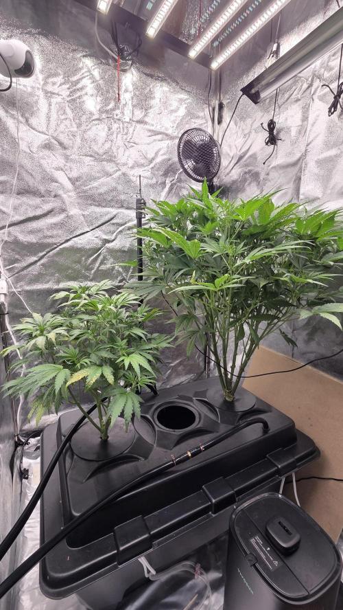 DWC - Frostbanger ❄️💥. Week 6