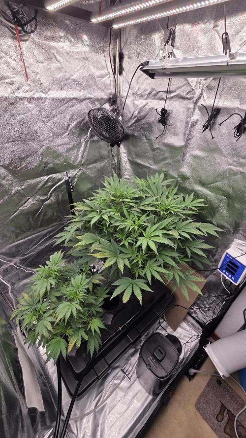 DWC - Frostbanger ❄️💥. Week 6