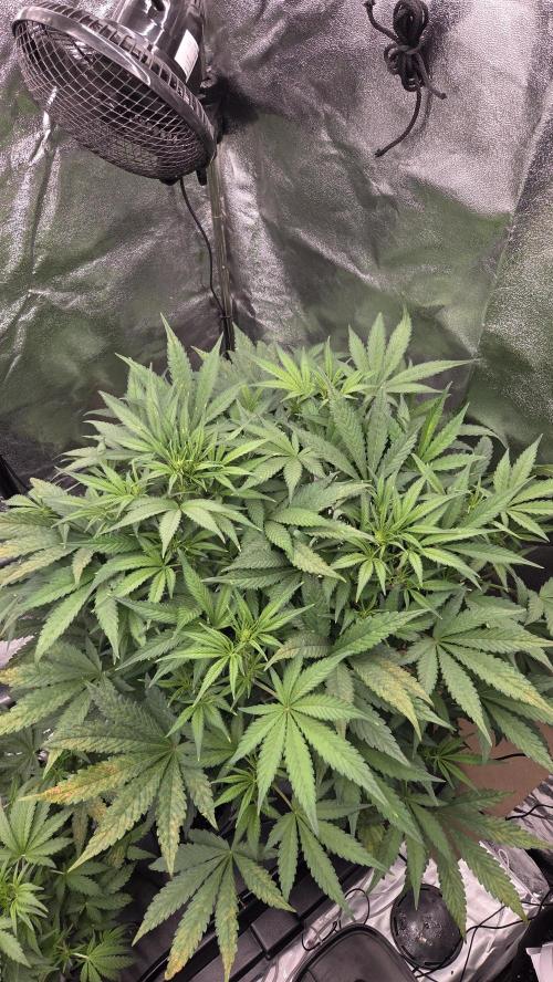 DWC - Frostbanger ❄️💥. Week 6
