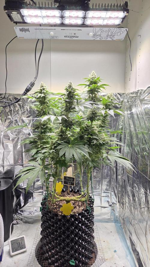 Blue Gelato 41 🍦. Week 14