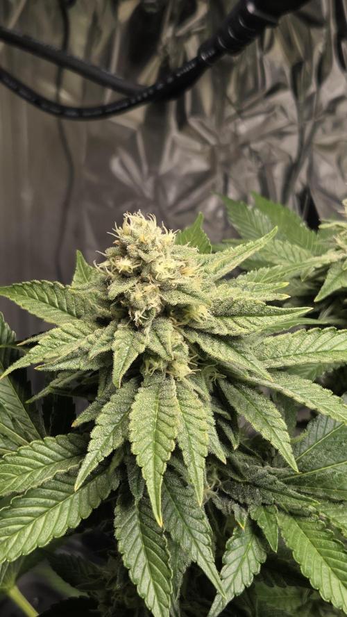 Blue Gelato 41 🍦. Week 14