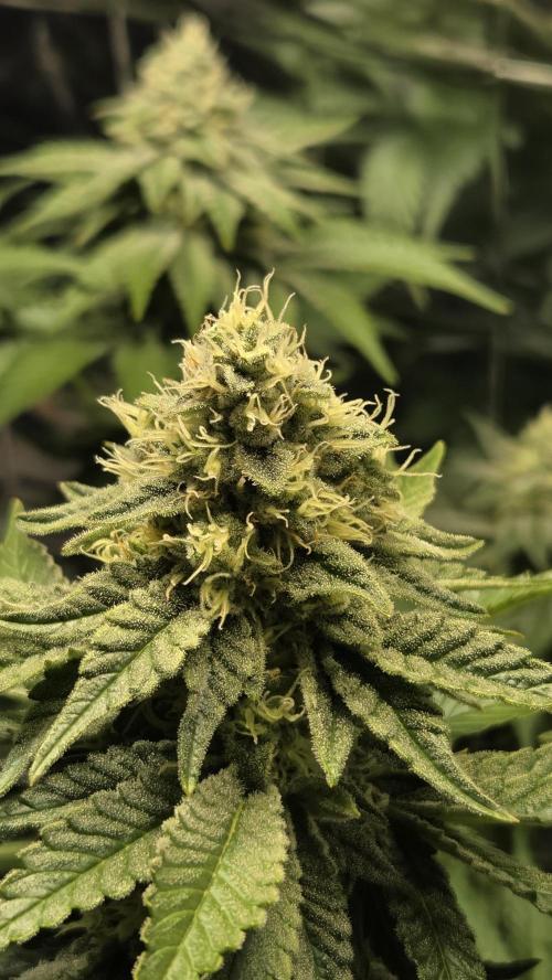 Blue Gelato 41 🍦. Week 14