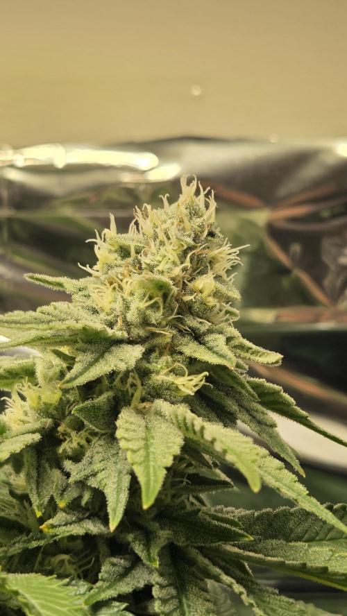 Blue Gelato 41 🍦. Week 14