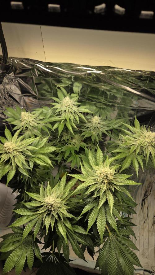 Blue Gelato 41 🍦. Week 14