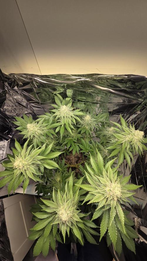 Blue Gelato 41 🍦. Week 14