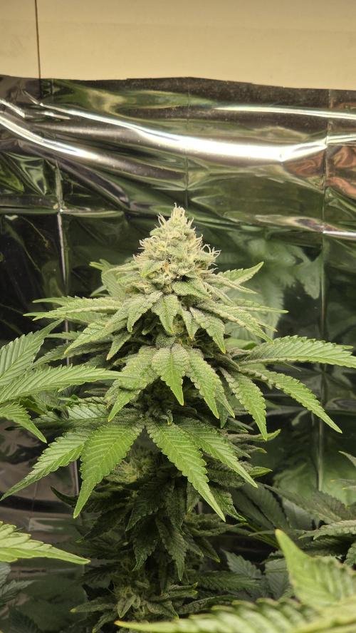 Blue Gelato 41 🍦. Week 14