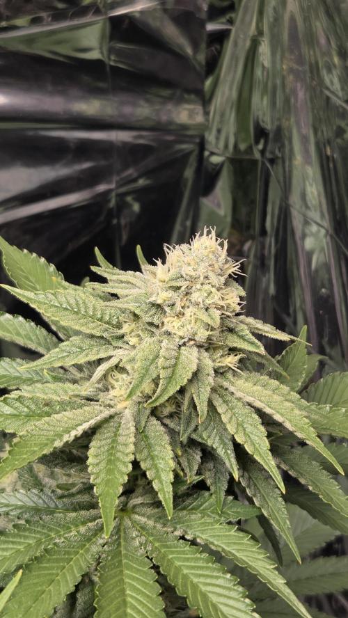 Blue Gelato 41 🍦. Week 14