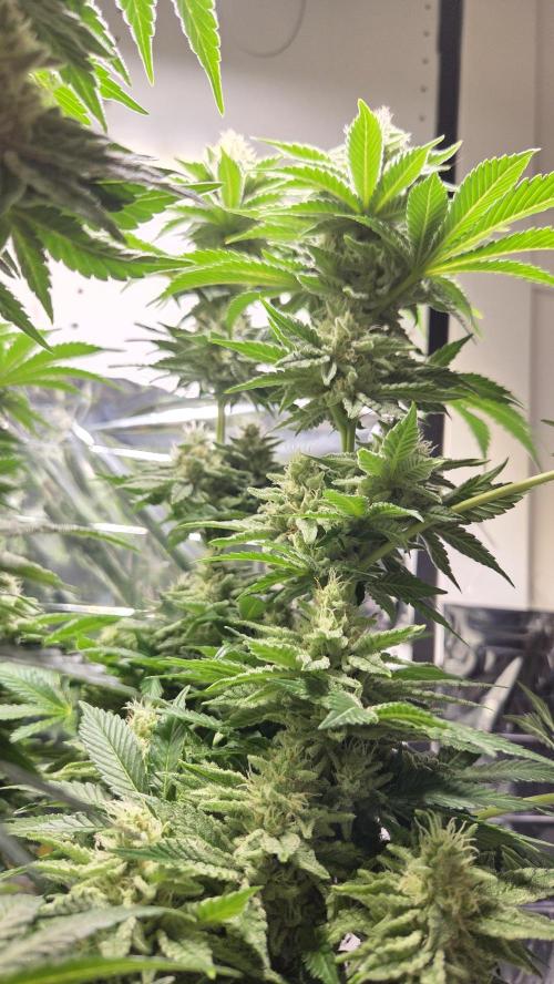 Blue Gelato 41 🍦. Week 14