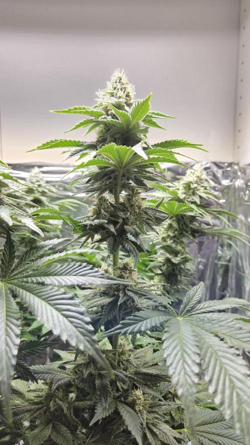Blue Gelato 41. Week 14